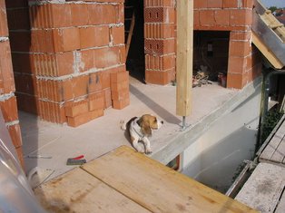 Fee, der Baustellenhund.